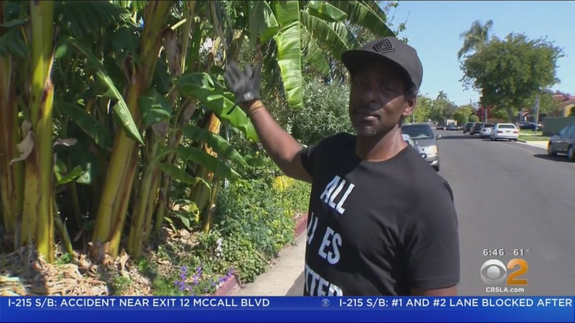 'Gangsta Gardener' Leverages Art, Science In Building Massive Edible Garden