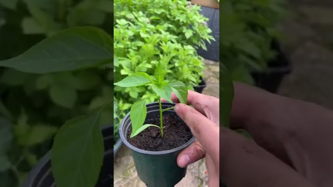 #shorts #garden #gardening #gardentour #gardener #gardens #harvest #harvesting #organic #planting #shorts #garden #gardening #gardentour #gardener #gardens #harvest #harvesting #organic #planting