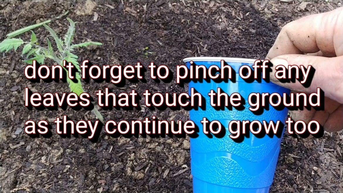 tomato & pepper planting tips #garden #tips #vegetables #growing #tomato #pepper
