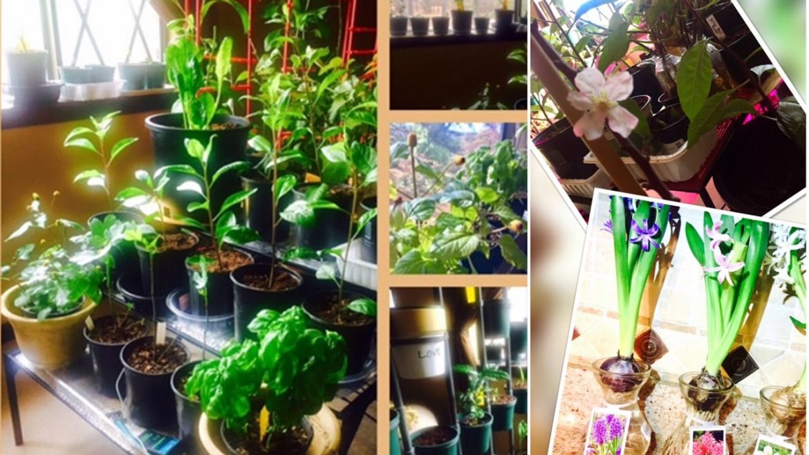 Indoor Gardening Year-Round! Over 100 Edible Plants & Propagating Longevity Spinach