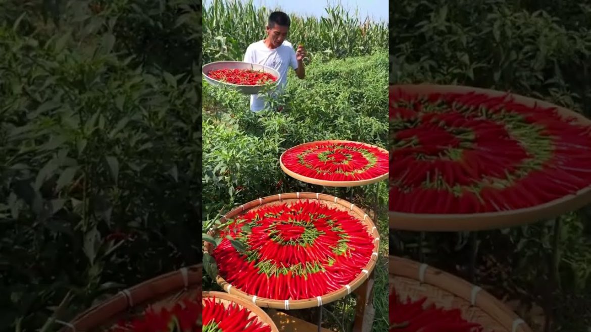 Chili farmer #shorts #gardener #agriculture