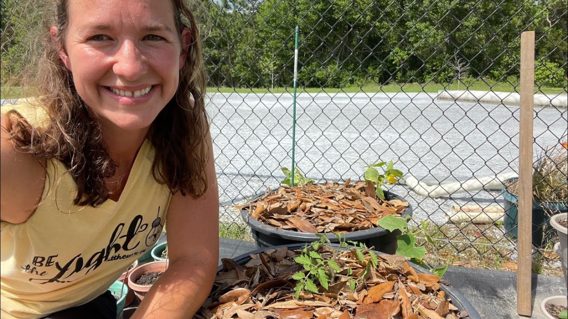 Container Gardening Tips for HOT weather | Beginner Gardening
