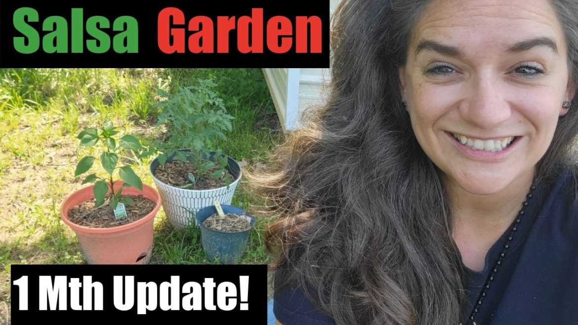 Se 8 Ep 40 How to Grow a Patio Container Garden : One Mth Update : Salsa Garden