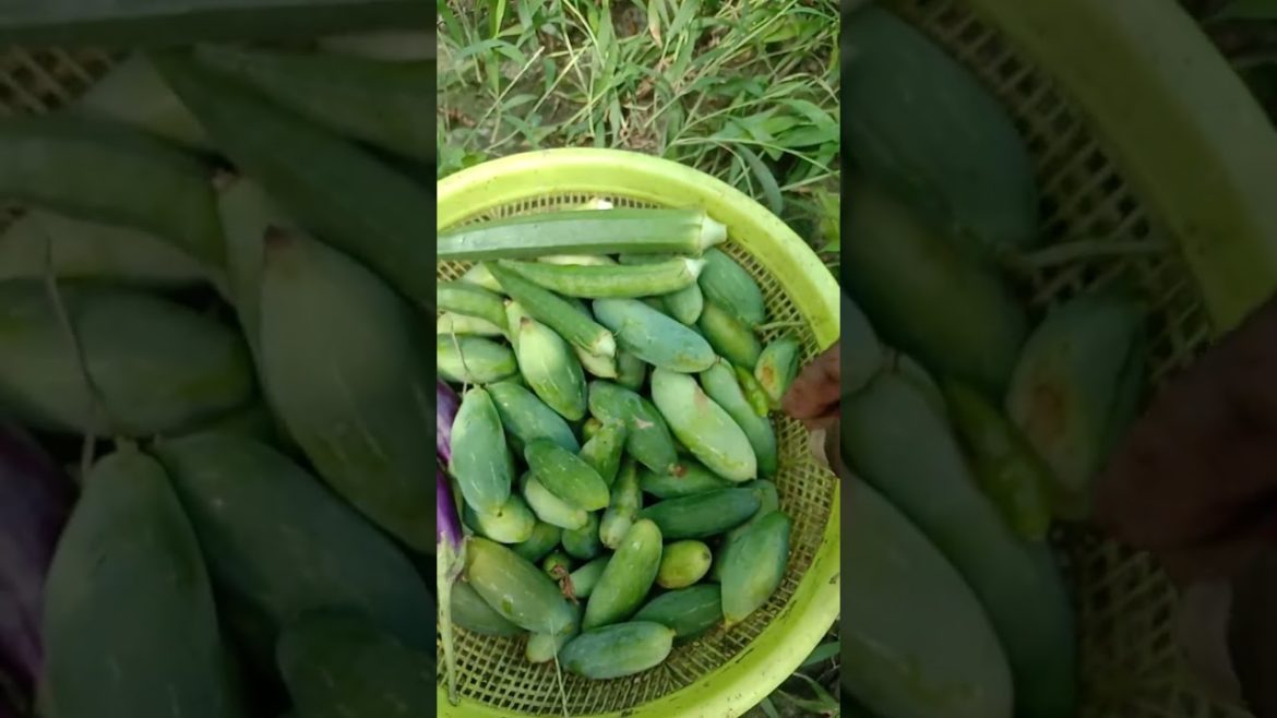 Veggie HARVESTING: Tips for a Successful Garden #shorts