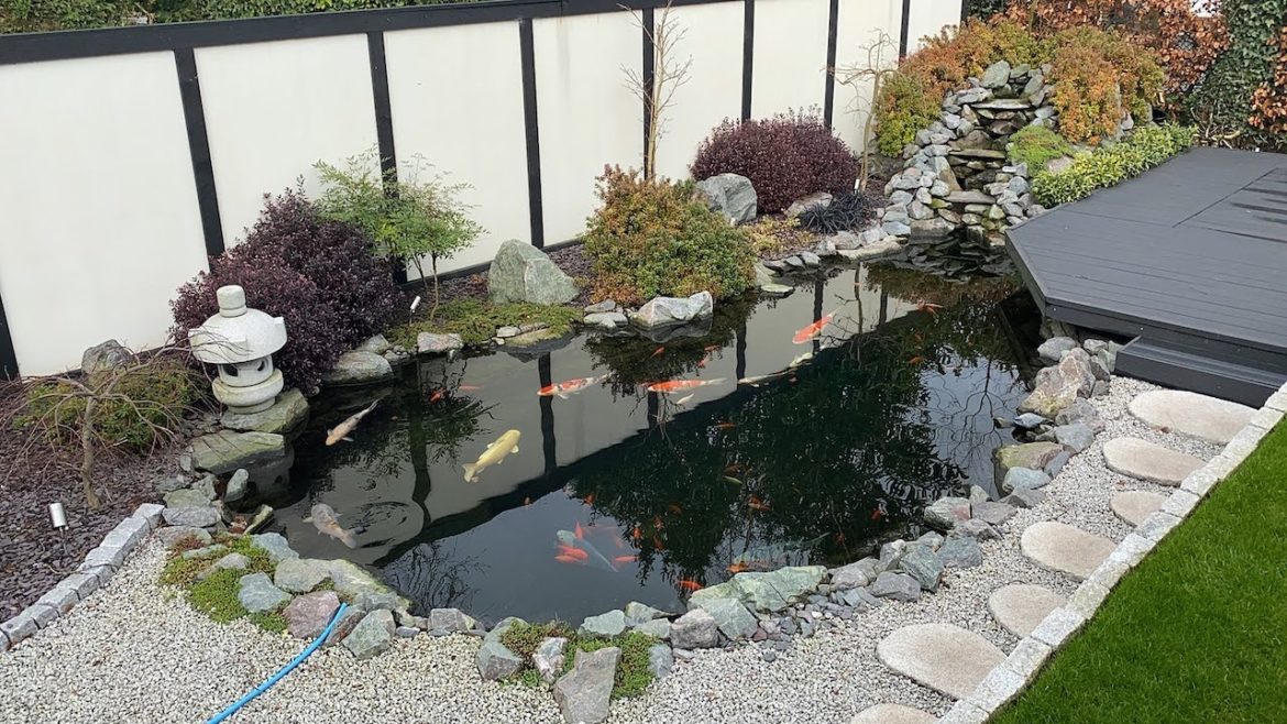 Beautiful Japanese style Koi Pond in the UK!