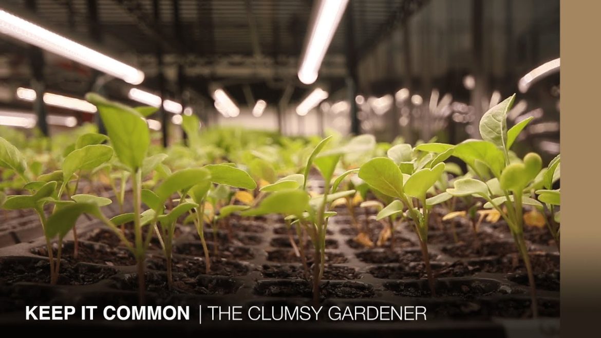 Microgreens and edible flowers in Hong Kong | THE CLUMSY GARDENER Microgreens and edible flowers in Hong Kong | THE CLUMSY GARDENER