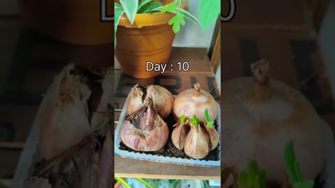 How to grow Spring Onion 🌰 greens on your kitchen table