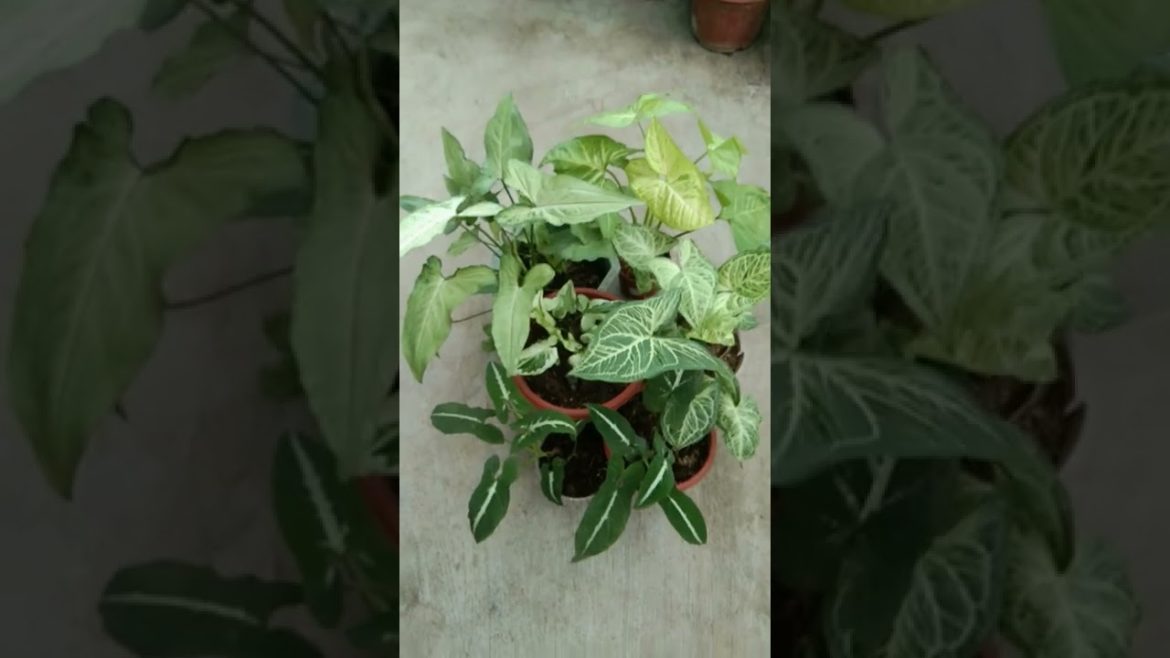 Garden tips 101: Treat your plants special, may it be rare or not. 🌿
