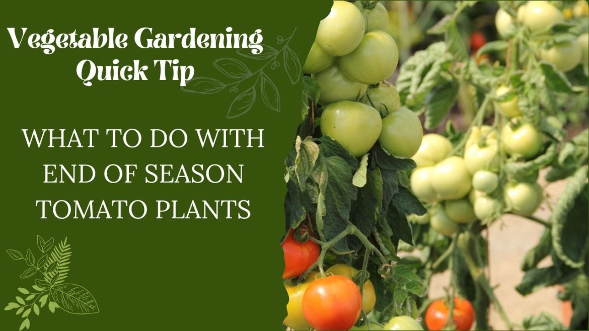 What to do with End of Season Tomato Plants - Vegetable Gardening Quick Tip