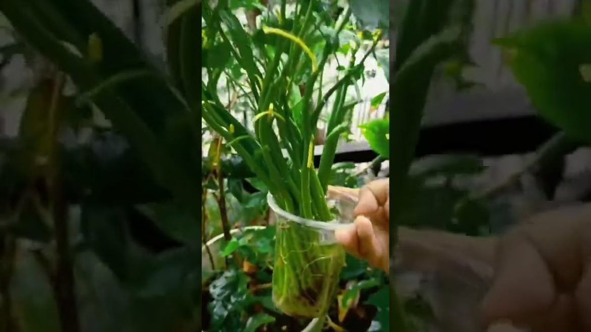 Green Leafy Veggies to grow in Your Edible Garden in Monsoon #shorts #kitchengarden #gardeningtips