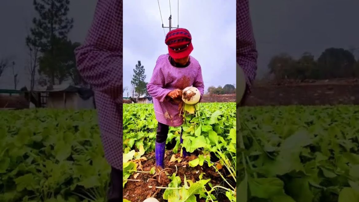 A new type of radish is being harvested #shorts #gardener #gardening