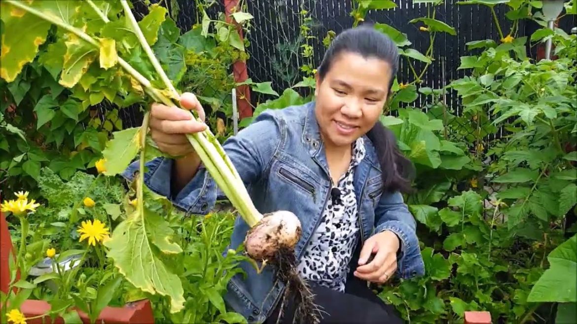 SMALL BACKYARD GARDEN | FOOD TO HARVEST GROWING IN SMALL SPACE SMALL BACKYARD GARDEN | FOOD TO HARVEST GROWING IN SMALL SPACE