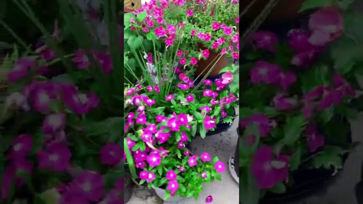 BIG PLANT SALE!! • MHJ Garden Design 💐