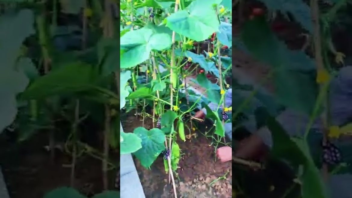 Simple Tips for Growing Vegetables by meimei Simple Tips for Growing Vegetables by meimei
