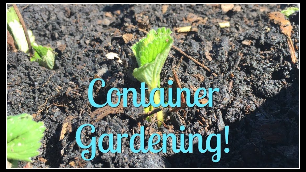 Strawberry Container Gardening Strawberry Container Gardening
