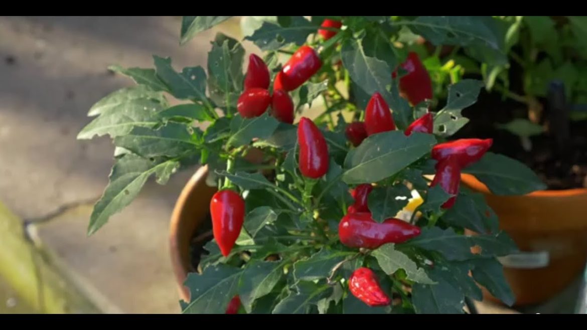 Edible Gardening in the Shade. Sustainable Gardening Australia (SGA)
