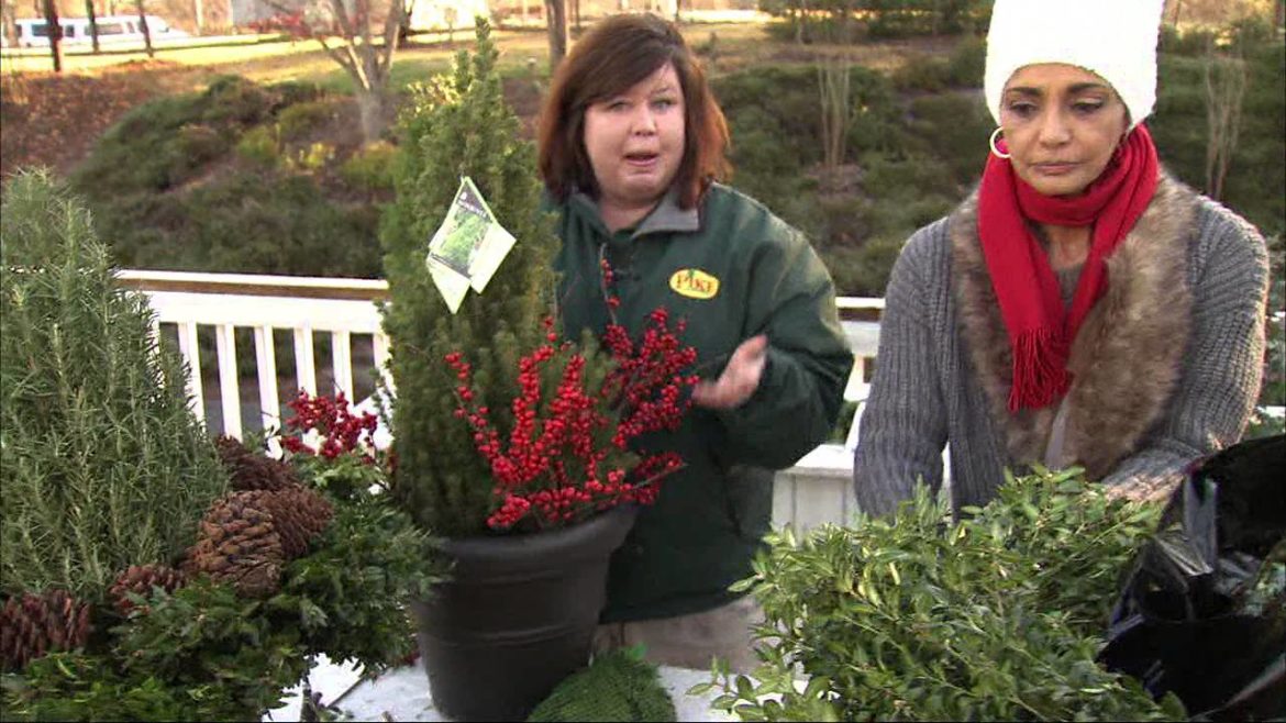 Must see Christmas Container Garden Ideas from Pike Nurseries