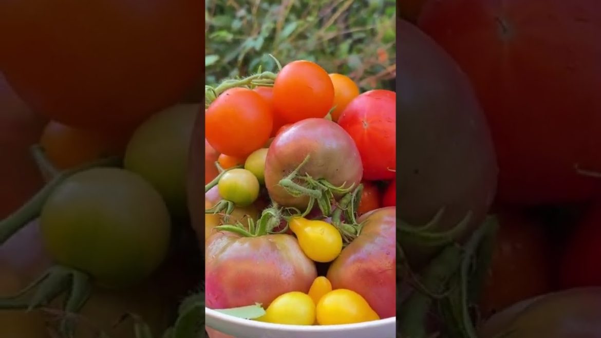Freshly-picked tomatoes from the backyard edible garden #shorts #shortvideo #tomatoes #gardening