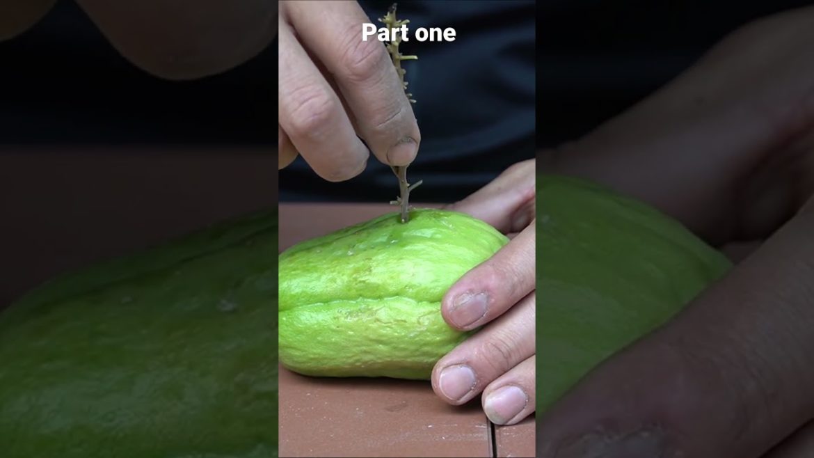 Easy tips of growing bougainvillea #shorts #tips