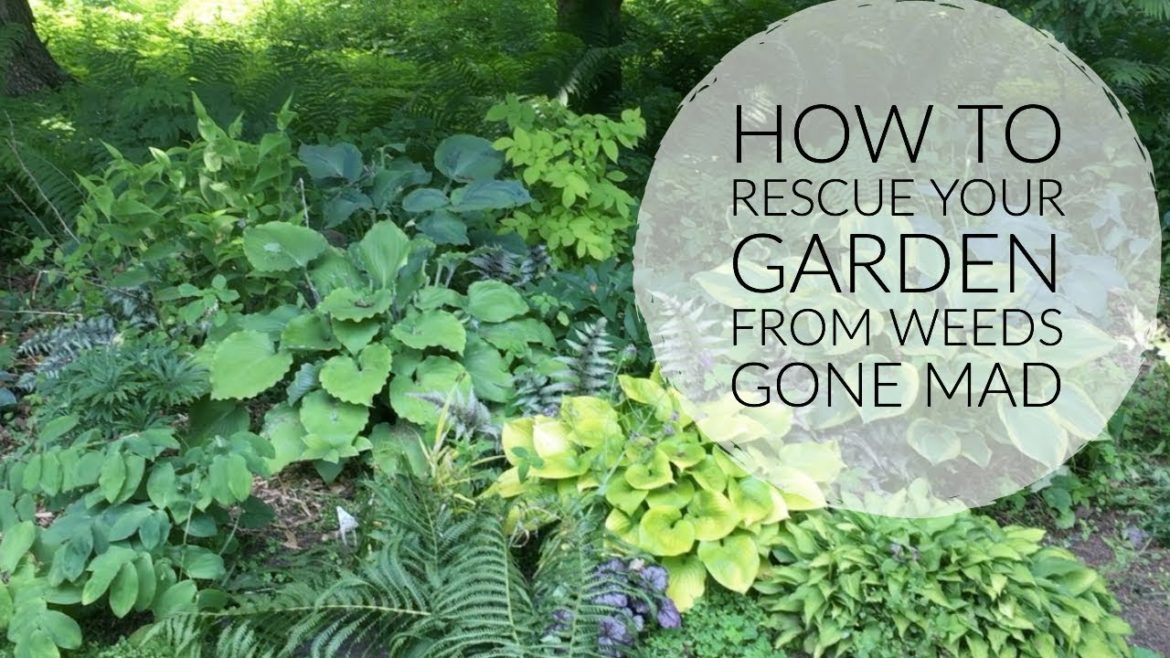 How to reclaim a weedy garden | The Impatient Gardener How to reclaim a weedy garden | The Impatient Gardener