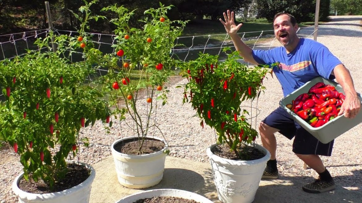 Growing a Container Garden at Home HOW TO Harvest Fall Season Vegetable gardening patio Growing a Container Garden at Home HOW TO Harvest Fall Season Vegetable gardening patio