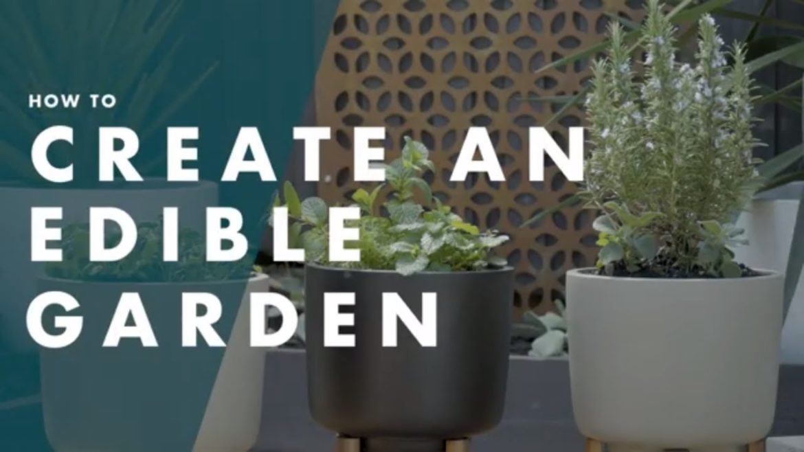 How To Create An Edible Garden How To Create An Edible Garden