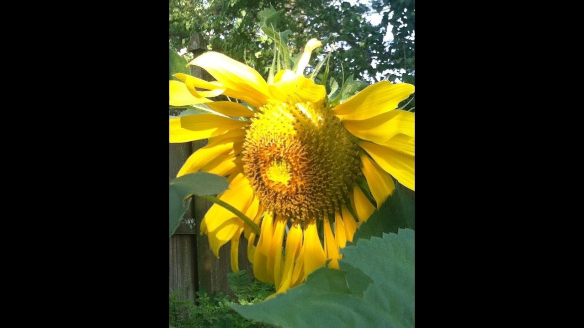 New Gardener Tip 3 - Feed the Soil