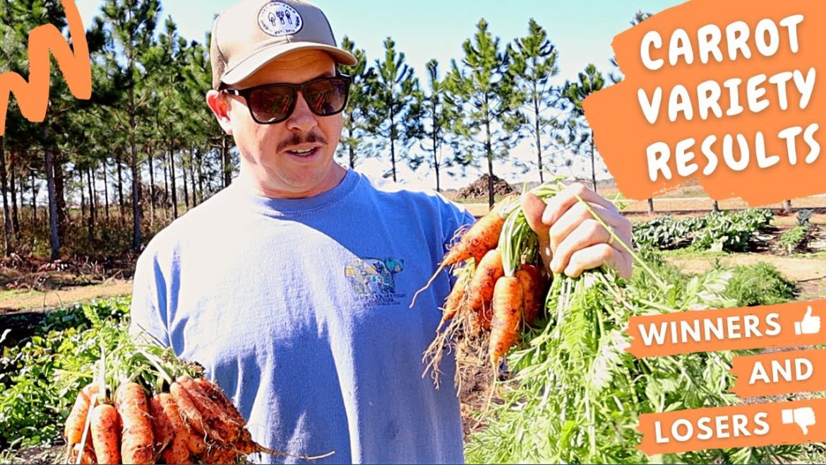 Our Favorite Carrot Varieties for the Backyard Garden -- *WINNERS*