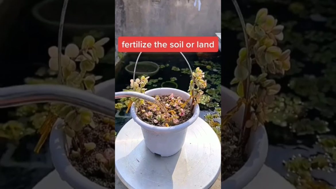 what do you think about this gardening idea #shorts #gardenlife #viralshorts what do you think about this gardening idea #shorts #gardenlife #viralshorts