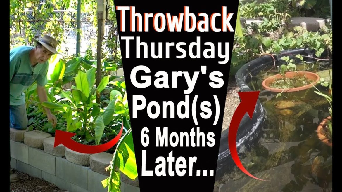 Food Wetland Garden Fish Pond Growing Edible Plants Self Sustaining