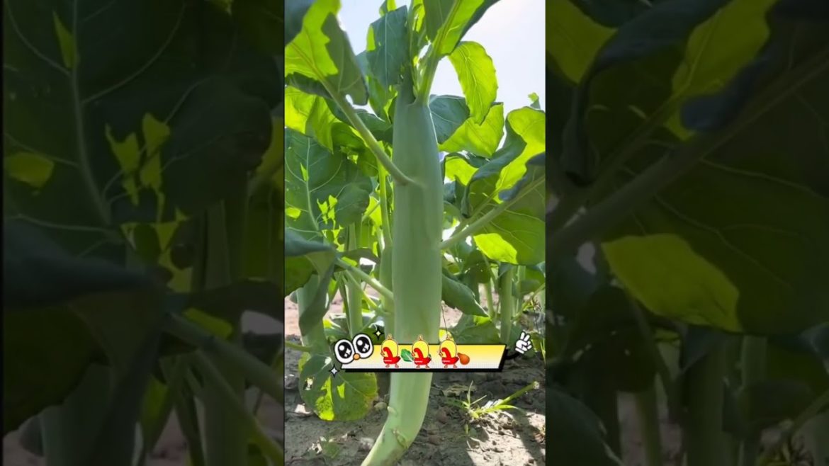 Best oddly satisfying videos vegetable choy sum #fyp #gardener #agriculture #fruit #technica