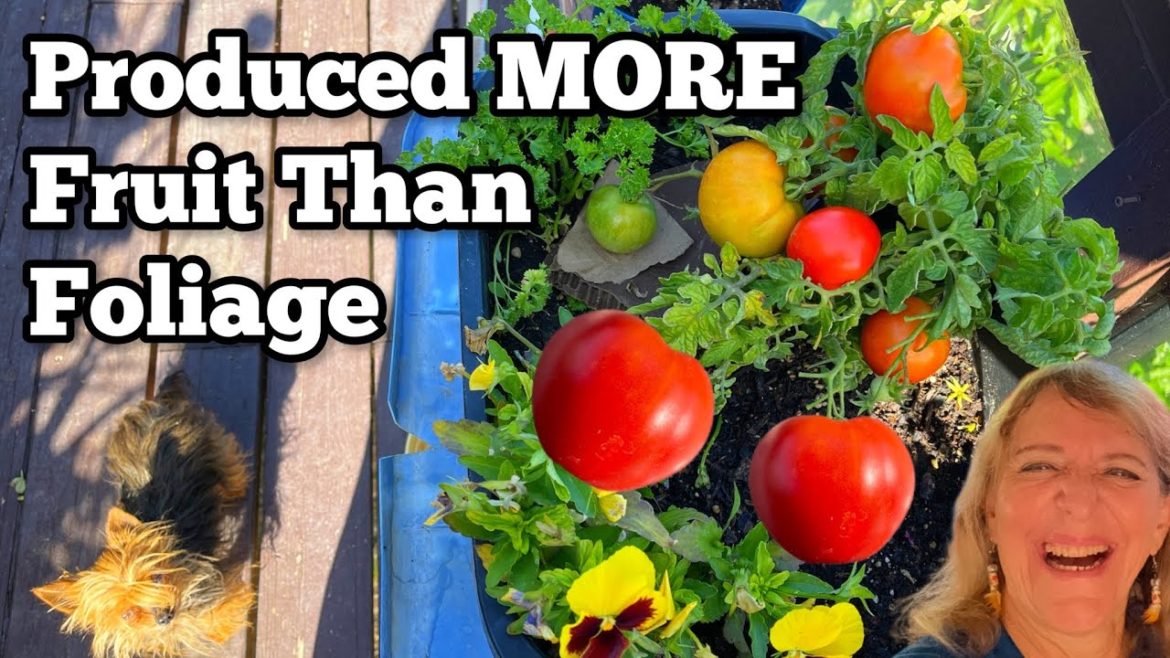 WOW🍅 Tons of BIG Tomatoes on Tiny Patio Tomato Plant Container Gardening Balcony Vegetable Gardening WOW🍅 Tons of BIG Tomatoes on Tiny Patio Tomato Plant Container Gardening Balcony Vegetable Gardening