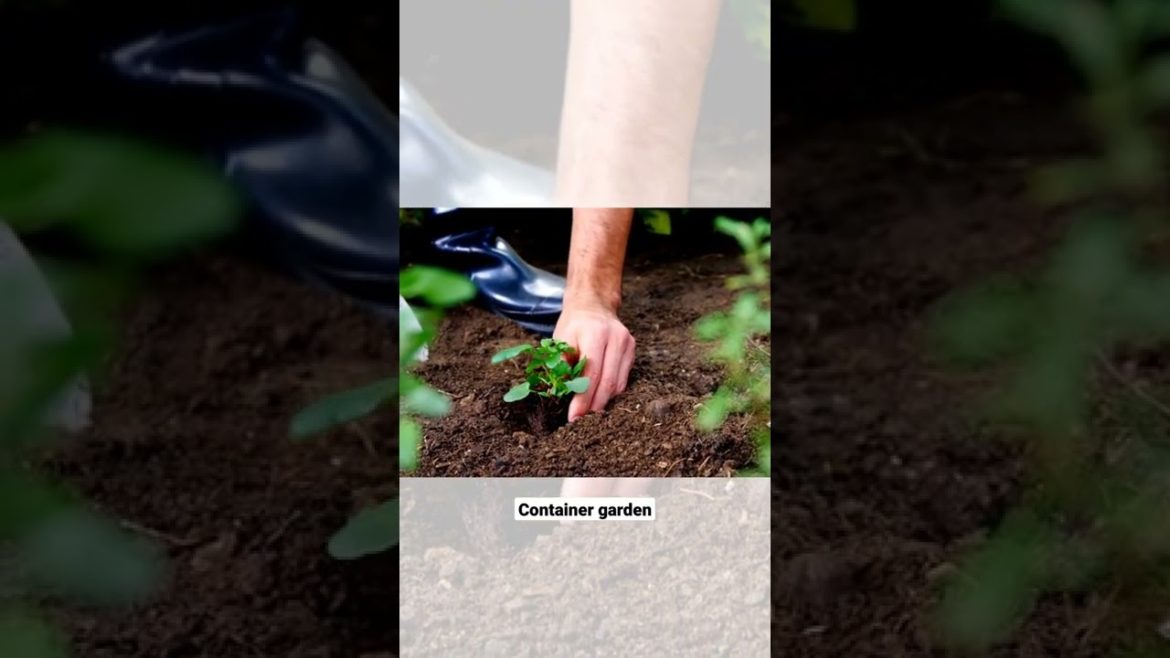Gardening Tips,The Easy Way to Put The Young Plant||Container Garden