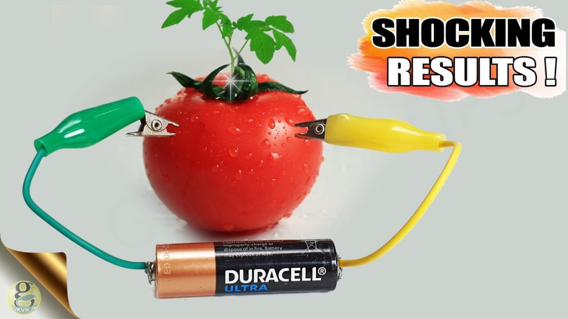 Effect of Electricity on Plant Growth | DIY Gardening Experiment on Electro-Culture with Results Effect of Electricity on Plant Growth | DIY Gardening Experiment on Electro-Culture with Results