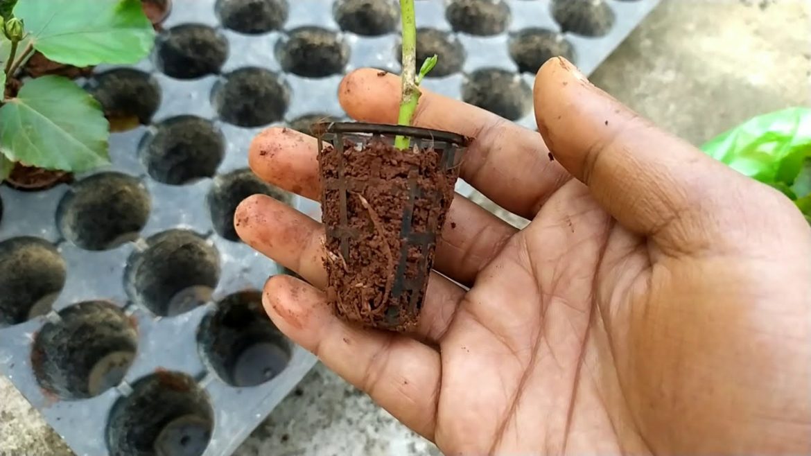 Buying Some Hibiscus Plants || Review and Growing Tips in Odia || Odia Gardener