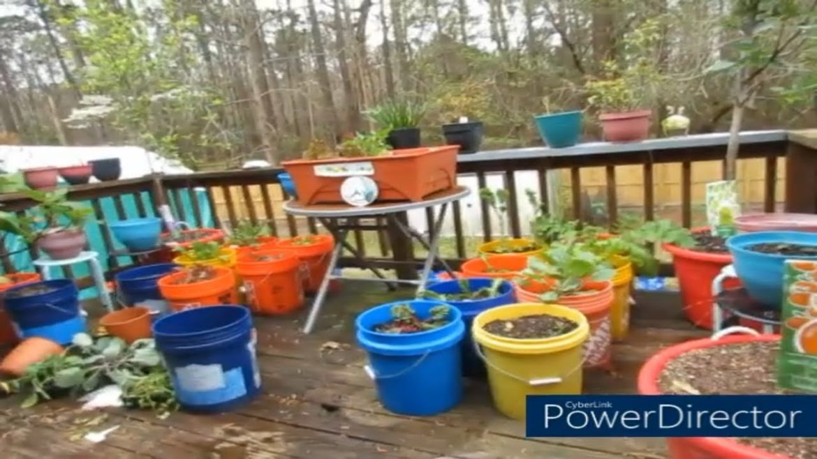 Planting Food in Containers | Container Gardening 2022 Part 1 Planting Food in Containers | Container Gardening 2022 Part 1