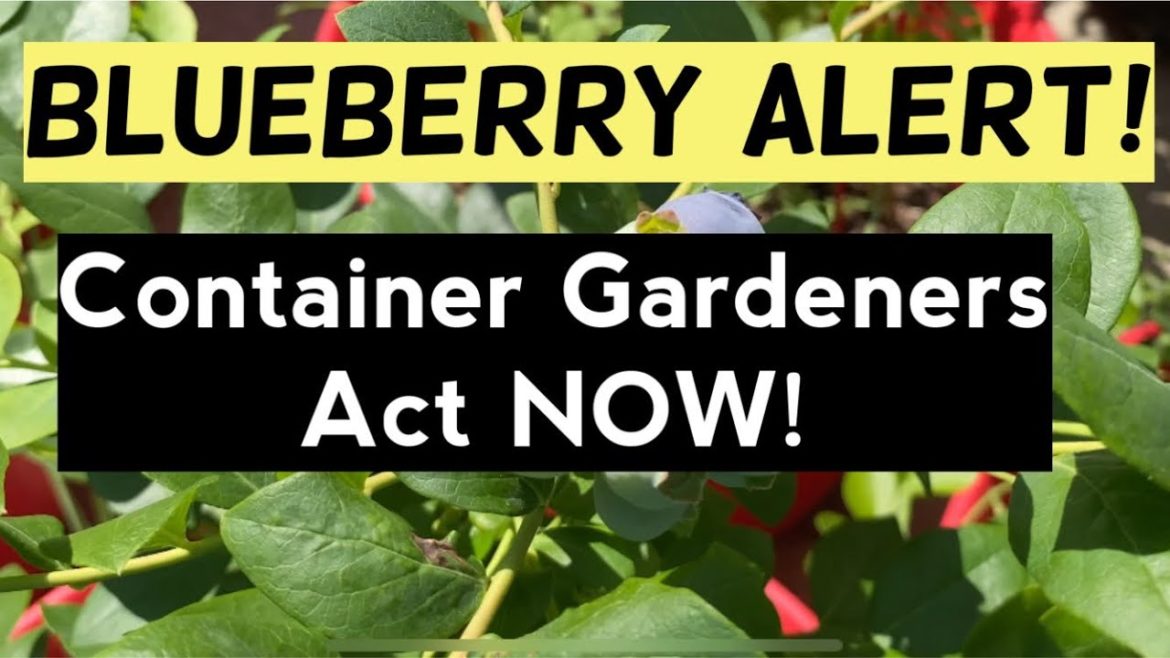 BLUEBERRY ALERT! Why You Must Cover Them and When | Container Garden Maintenance