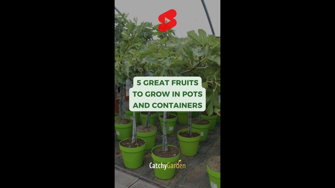 5 Great Fruits To Grow In Pots And Containers 🍅🌿🍓 // #short #shorts