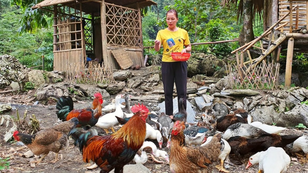 Chickens and ducks, the couple's vegetable garden is growing very strongly. XH building new life.