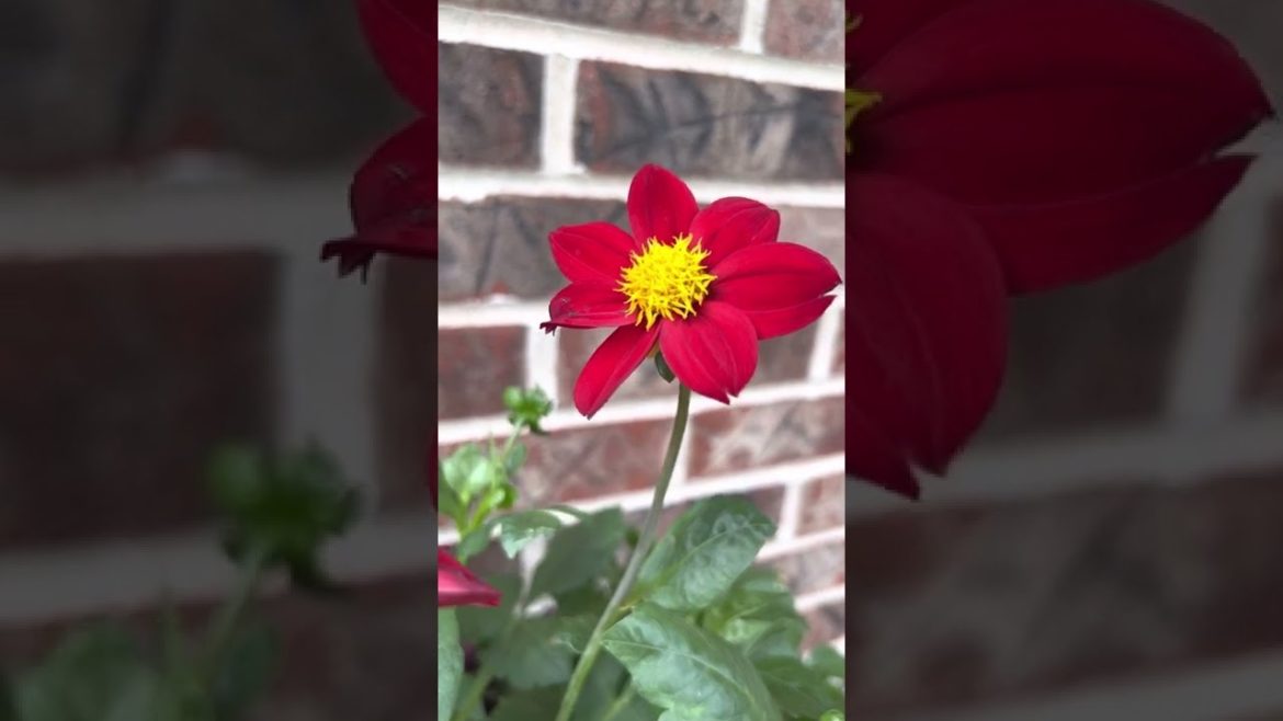 DAHLIA FLOWER / BEST ANNUAL  FLOWERS FOR CONTAINER GARDEN #SHORTS