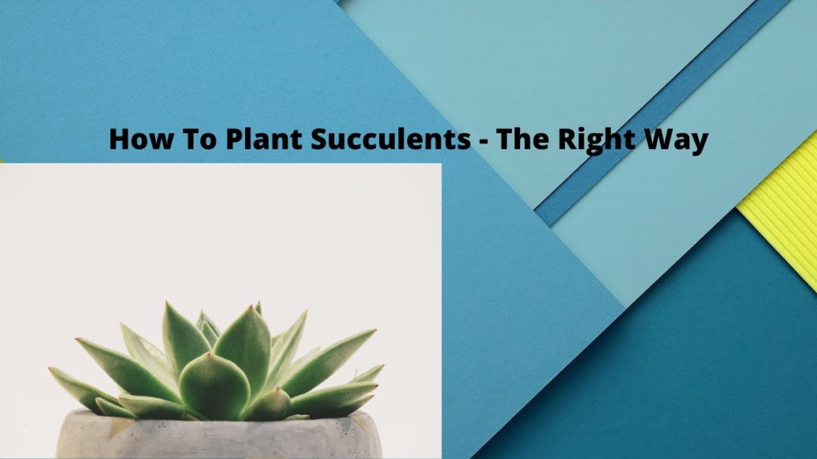 Planting Succulents| Methods To Plant Succulents