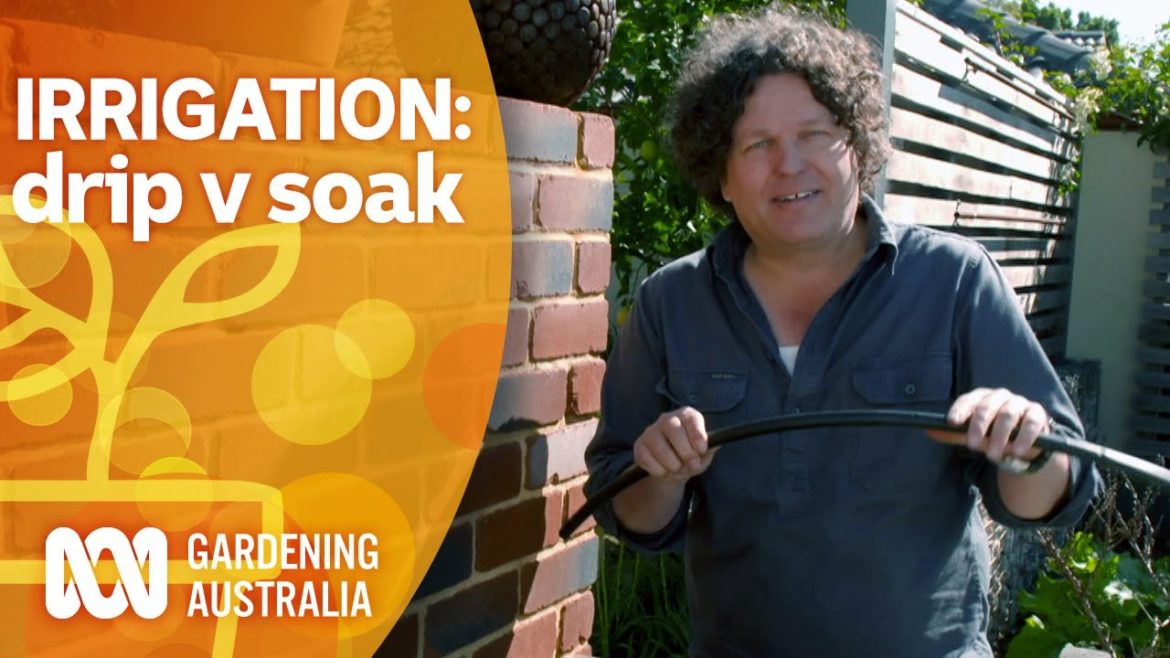 Irrigation essentials: drip versus soak | Gardening 101 | Gardening Australia Irrigation essentials: drip versus soak | Gardening 101 | Gardening Australia