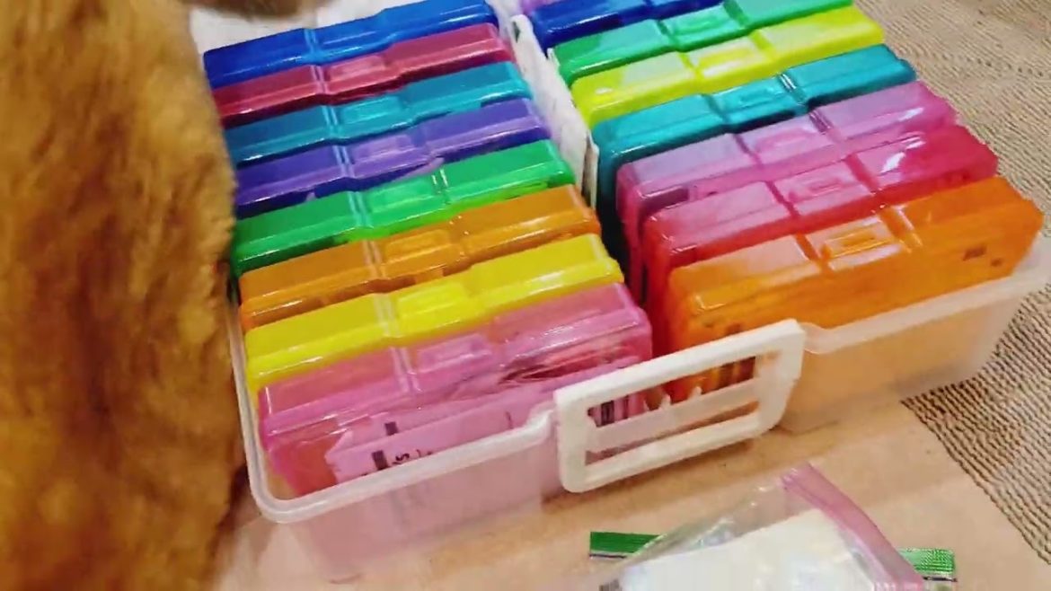 2022 Garden Seeds | Vegetable Garden | Seed Organization | Garden Design | Herbs | Raised Bed Garden