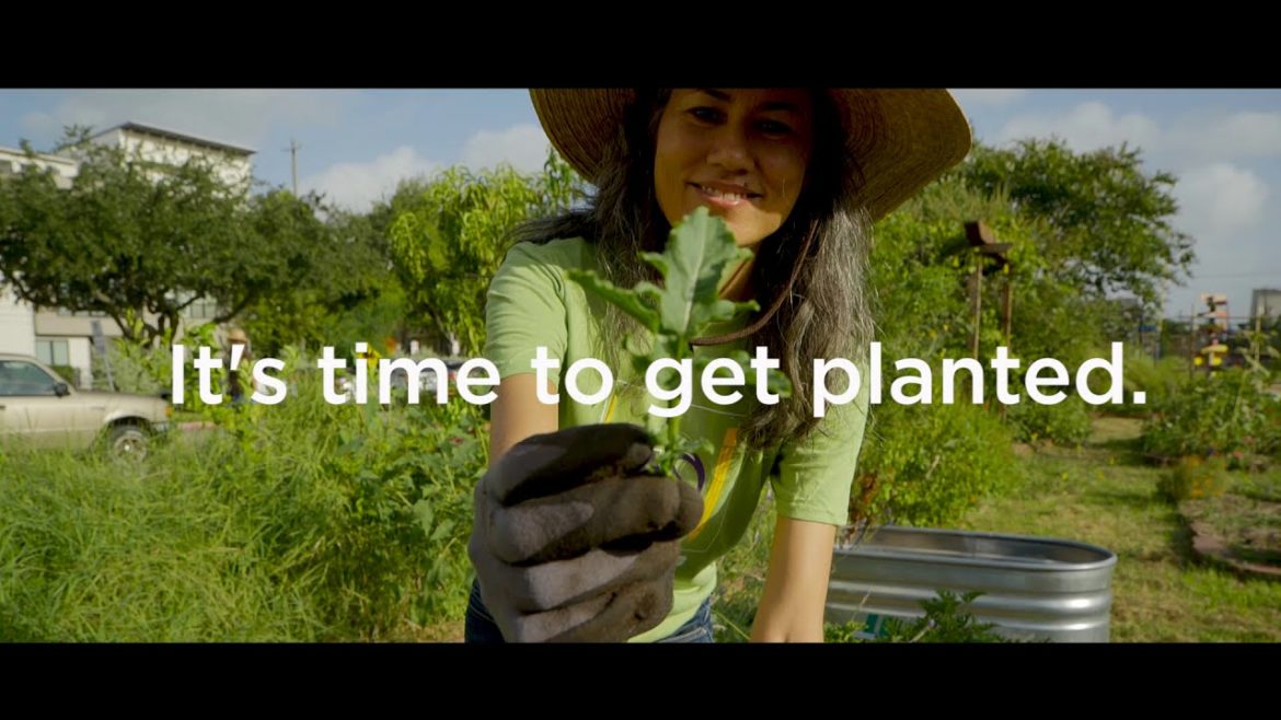 Promo – A Short Video Guide To Edible Gardens -Promo- Promo - A Short Video Guide To Edible Gardens -Promo-