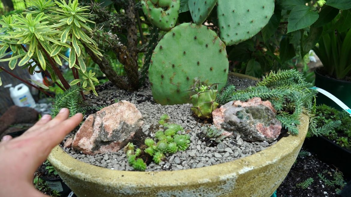 Hardy Succulent & Cactus Planter || Making A Succulent Container Garden Part 1