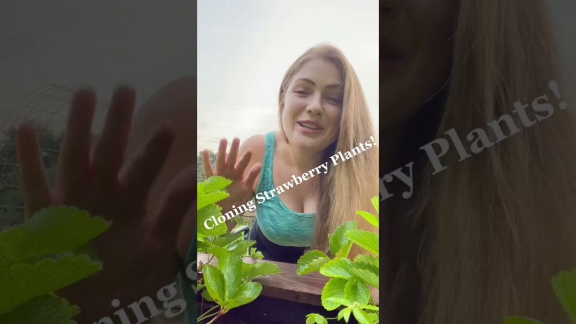 How To Grow Strawberries (Plants) l Garden Hack!! How To Grow Strawberries (Plants) l Garden Hack!!