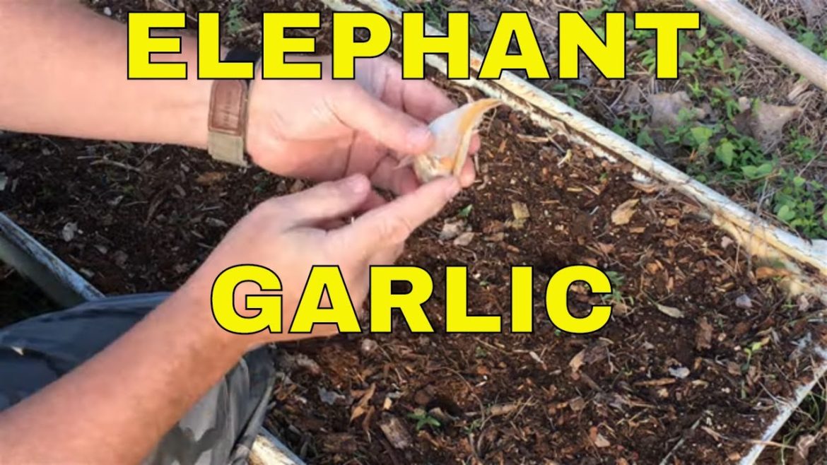 💥PLANTING ELEPHANT GARLIC IN CONTAINERS 🐘 CONTAINER GARDENING SERIES 💥PLANTING ELEPHANT GARLIC IN CONTAINERS 🐘 CONTAINER GARDENING SERIES