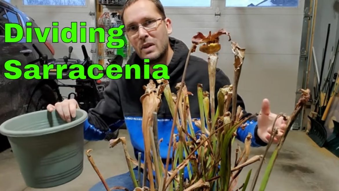 Dividing and Repotting a Sarracenia Bog Container Garden - Carnivorous Plants