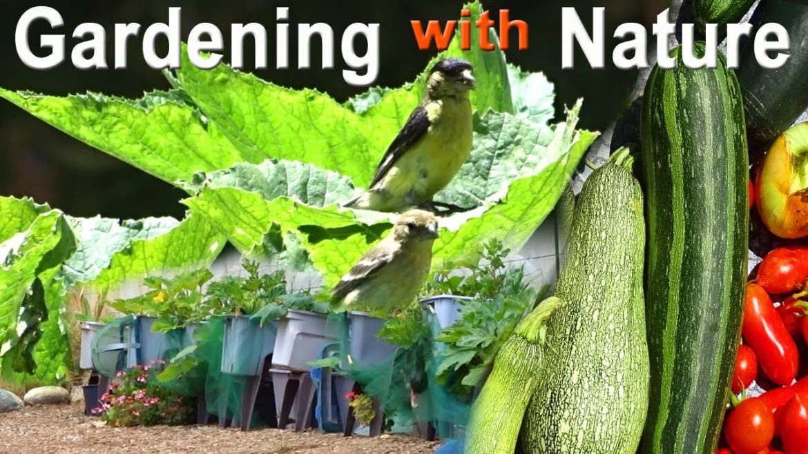 How to Grow a Vegetable Organic Garden Lettuce Zucchini Container Gardening with Nature Gold Finches