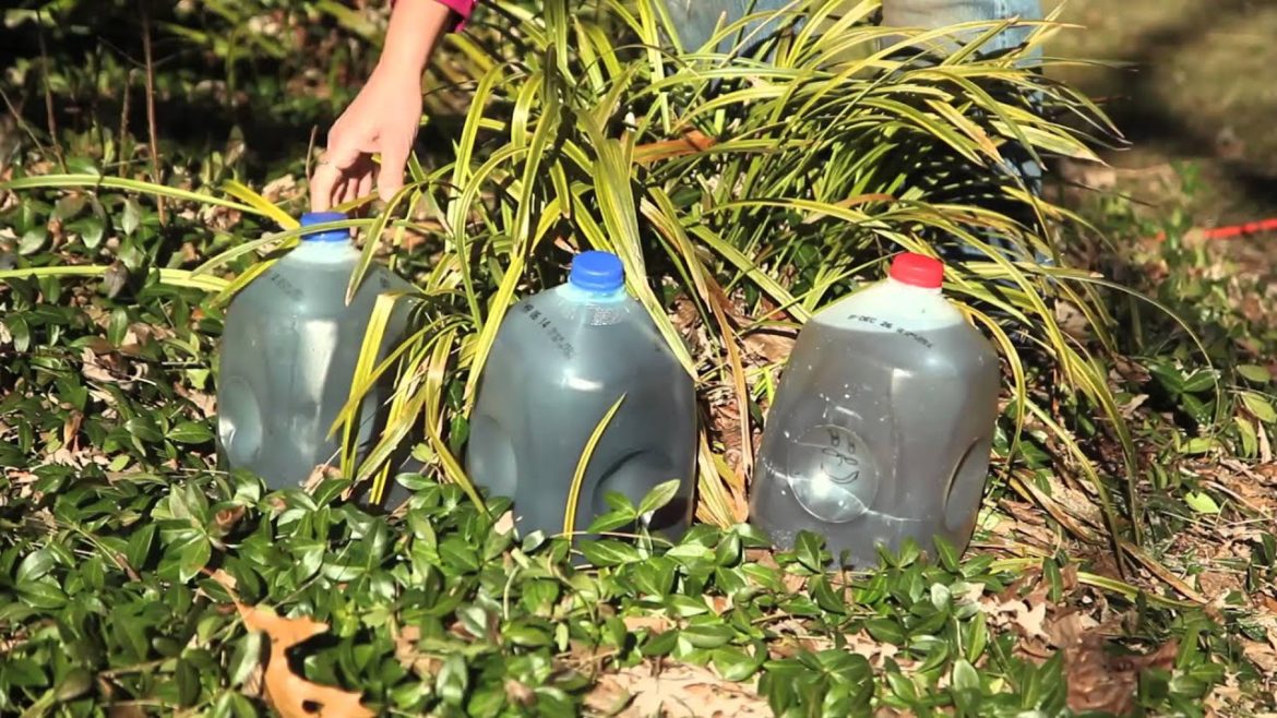 The Uses for Plastic Milk Containers for Gardens : Gardening Tips & Advice The Uses for Plastic Milk Containers for Gardens : Gardening Tips & Advice